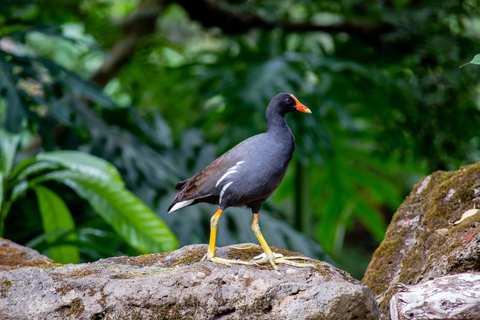 Oahu: Waimea Valley General Admission with Waterfall Access