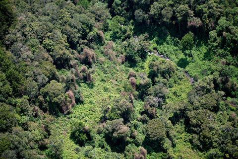 NYUNGWE: Passeio no dossel do Parque Nacional de Nyungwe