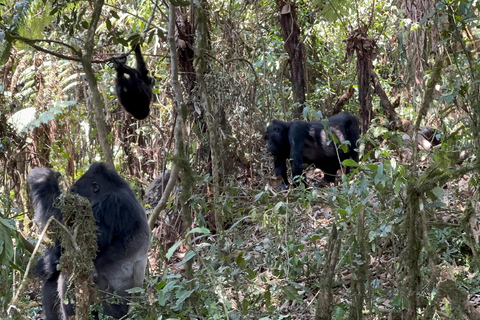 3 días de Rastreo de Gorilas de las Tierras Bajas del Congo (RDC) desde RuandaInglés