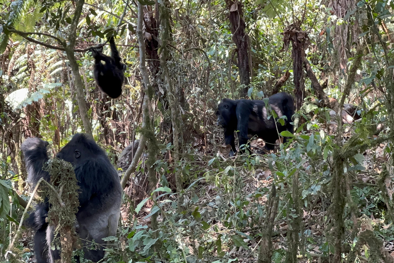 3-dagars spårning av låglandsgorilla i Kongo (DRC) från Rwanda