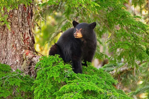 Whistler: Evening with the Bears Scenic Land Rover Tour