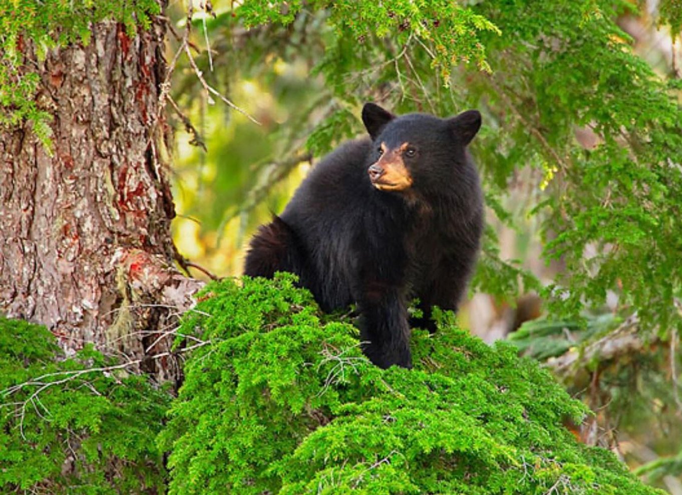 Whistler: Morgen med bjørnene Land Rover naturskøn udflugt