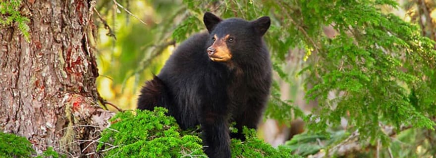 Whistler : Visite panoramique de l'après-midi/soir pour l'observation des ours