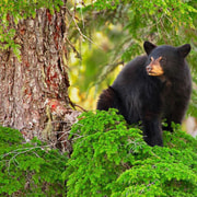 ウィスラー：クマと過ごす朝、ランドローバーでの絶景ツアーをお楽しみ