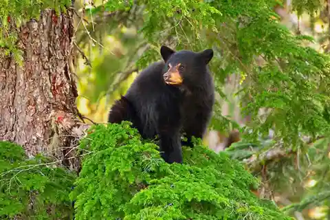 Whistler: Aften med bjørnene Naturskøn Land Rover-tur