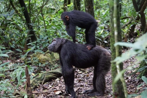 Safari de 5 días por Uganda con gorilas y chimpancés