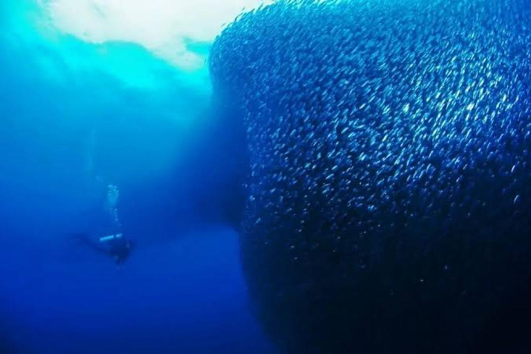 Cebu: mergulho em Moalboal, corrida das sardinhas e mergulho com snorkel no PescadorMoalboal: Mergulho em Sardine Run e Snokel na Ilha do Pescador