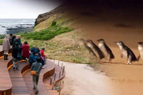 From Melbourne: Phillip Island Penguin Parade Private Tour