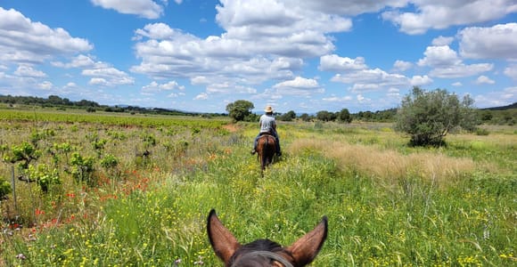 Discover the interior of Valencia on horseback
