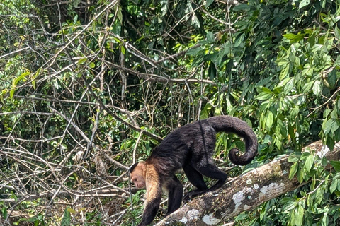 مدينة بنما: رحلة نهارية إلى جزيرة القرود وقناة بنما لمشاهدة IMAX