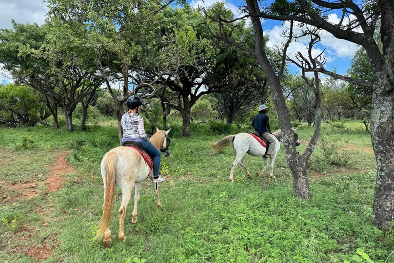 Johannesburg : Safari à l&#039;éléphant, à cheval et au lion