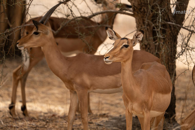 Rezerwat dzikiej przyrody Bandia i wycieczka nad różowe jezioro