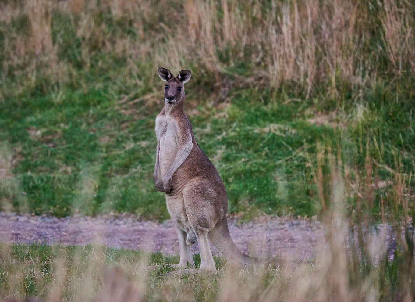 Apollo Bay: Dusk Discovery Great Ocean Road Wildlife Tour