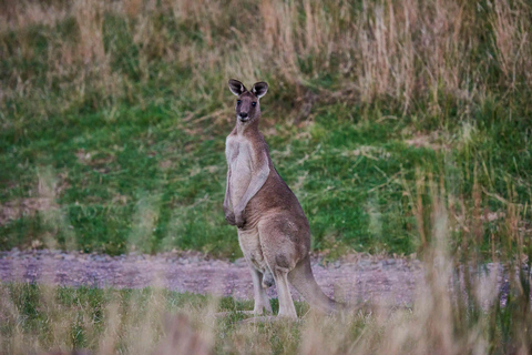 Apollo Bay: Dusk Discovery Great Ocean Road Wildlife Tour