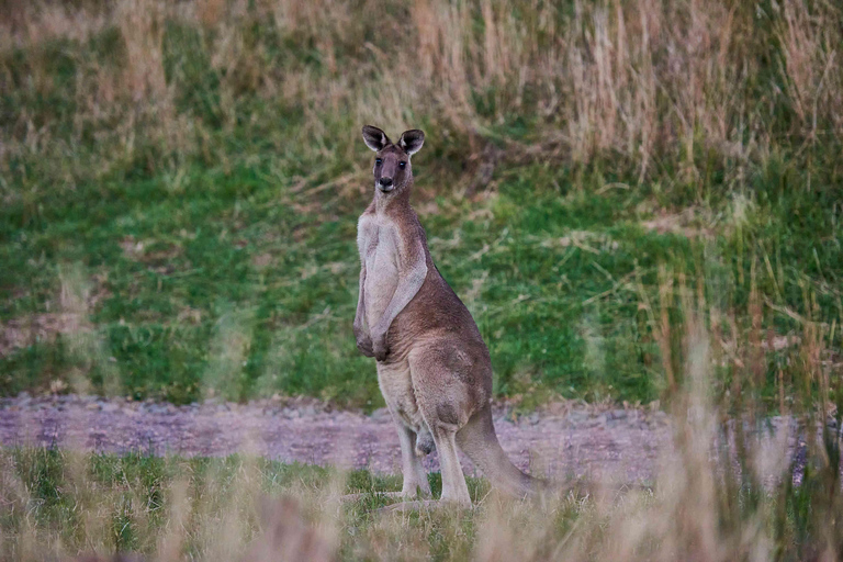 Apollo Bay: Dusk Discovery Great Ocean Road Wildlife Tour