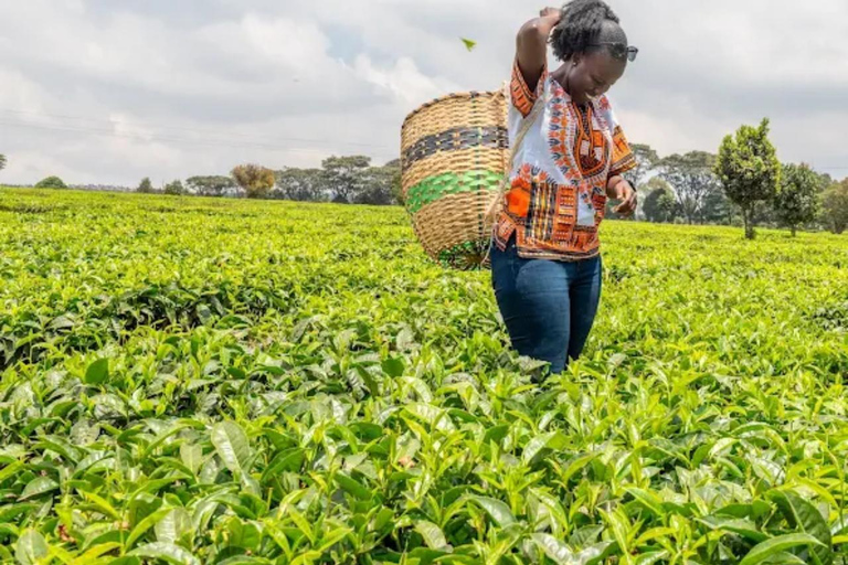 Nairobi: Gathoni Sensory Garden & Tea Farm Tour With Tasting