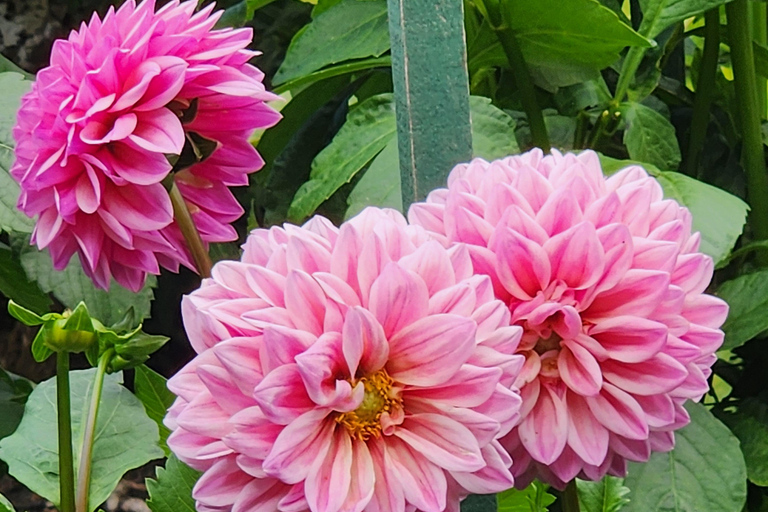 Vancouver : Excursion d'une journée à Whistler avec trajet en télécabine Sea to SkyVancouver : excursion d'une journée à Whistler avec la télécabine Sea to Sky