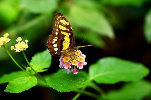 Panama City: Canopy + Exhibitions, Live exploring. Gamboa Panama City: Canopy + Exhibitions, Live and Explore. Gamboa