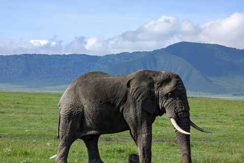 Tansania: 4-tägige Safari nach Serengeti, Ngorongoro, Tarangire