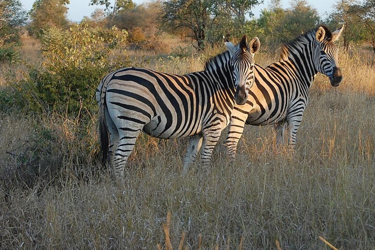 Durban: Tala Game Reserve, Phezulu Park en markttour