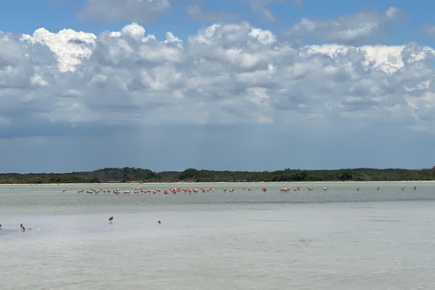 Rio Lagartos et Las Coloradas : EcoSafari Flamingo DeluxRio Lagartos et Las Coloradas : EcoSafari Flamingo Deluxe