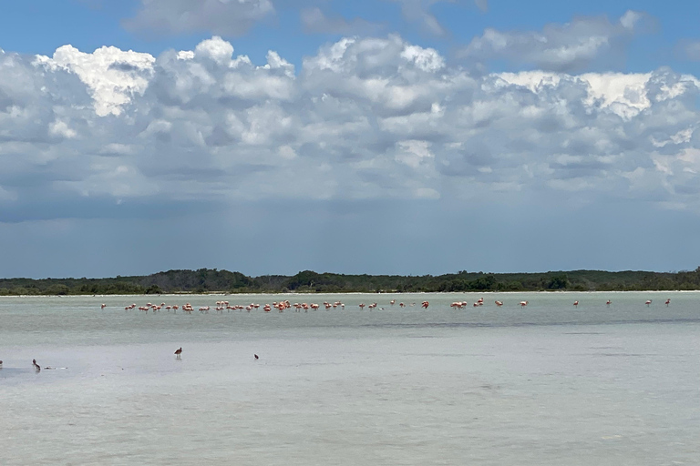 Rio Lagartos et Las Coloradas : EcoSafari Flamingo DeluxRio Lagartos et Las Coloradas : EcoSafari Flamingo Deluxe