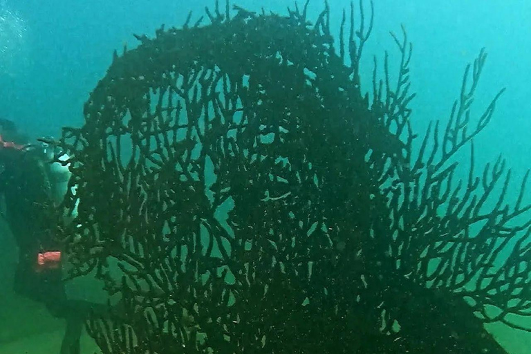 Albufeira: inmersión doble en el océano para buceadores certificadosAlbufeira: Buceo doble en el océano para buceadores certificados