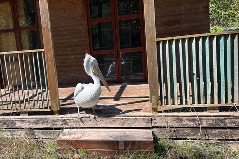 تيرانا: رحلة ليوم واحد إلى أبولونيا وبحيرة كارافاستا مع الغداء