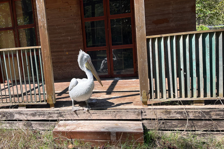 تيرانا: رحلة ليوم واحد إلى أبولونيا وبحيرة كارافاستا مع الغداء