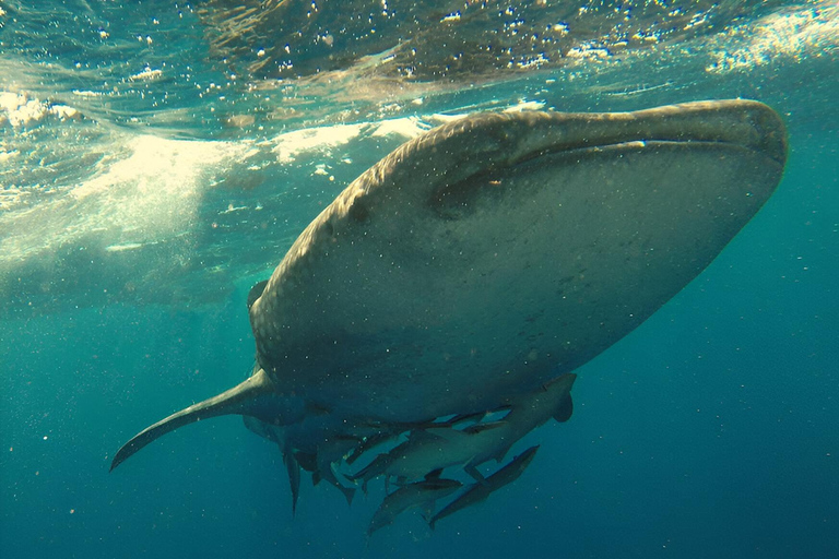 Whale Shark Snorkeling in La Paz, BCS.