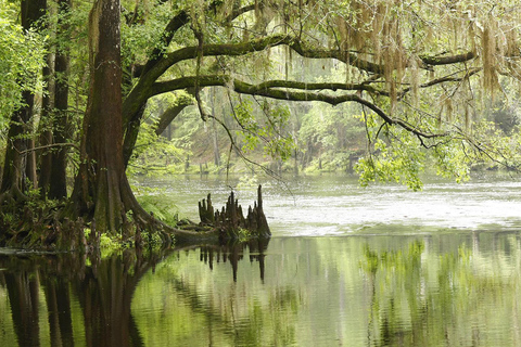 Miami: Everglades Airboat, Photo & Gator Experience From Miami: Everglades Airboat Tour with a Guide