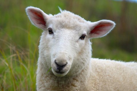 Bay of Islands: Urupukapuka Island Guided Walk Bay of Islands: Urupukapuka Island Guided Walk - Afternoon