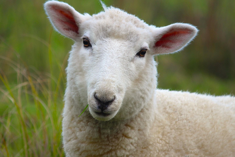 Bay of Islands: Urupukapuka Island Guided Walk Bay of Islands: Urupukapuka Island Guided Walk - Afternoon