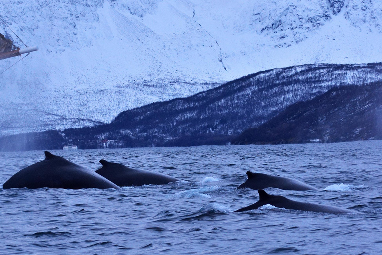 Tromsø: Orca and Whale Watching Heated Boat Trip Tromsø: Orca and Whale Watching comfort heated boat Trip