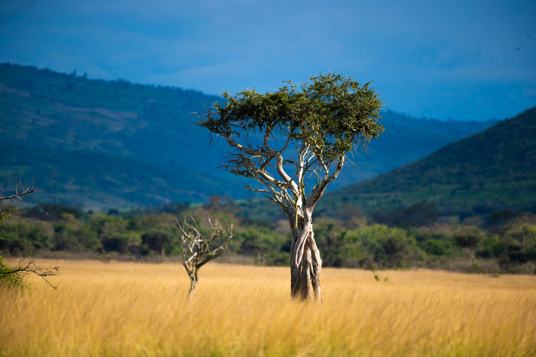 Kigali: Excursión de lujo de un día al Parque Nacional de Akagera con paseo en barco