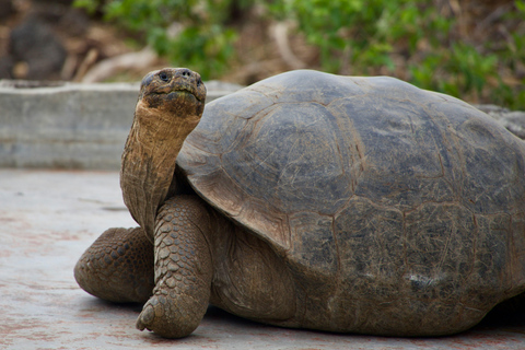 Santa Cruz : visite d&#039;une demi-journée de la baie avec plongée avec tuba et Grietas