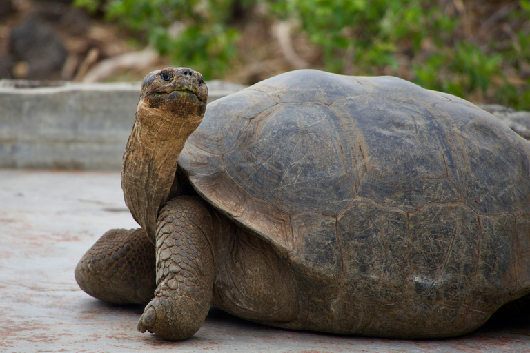 Santa Cruz : visite d&#039;une demi-journée de la baie avec plongée avec tuba et Grietas