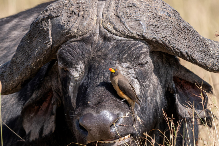 Nairobi: Safari de 3 dias em Maasai Mara com alojamento.AW