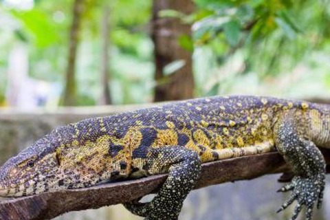 ZANZIBAR: Jozani Forest, butterfly center & Reptile park PRIVATE TOUR INCLUDES TRANSFER