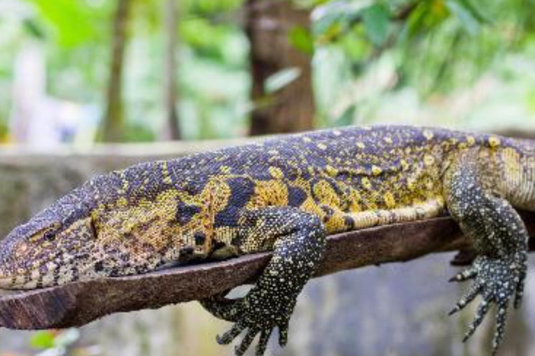 ZANZIBAR: Jozani Forest, butterfly center & Reptile park PRIVATE TOUR INCLUDES TRANSFER
