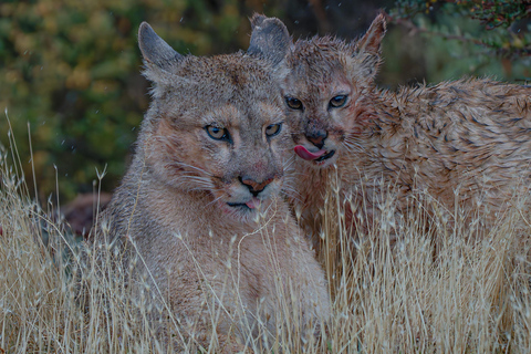 Puma Tracking (Puma spotting) - Torres del Paine Puma Tracking (Puma Sighting) - Torres del Paine