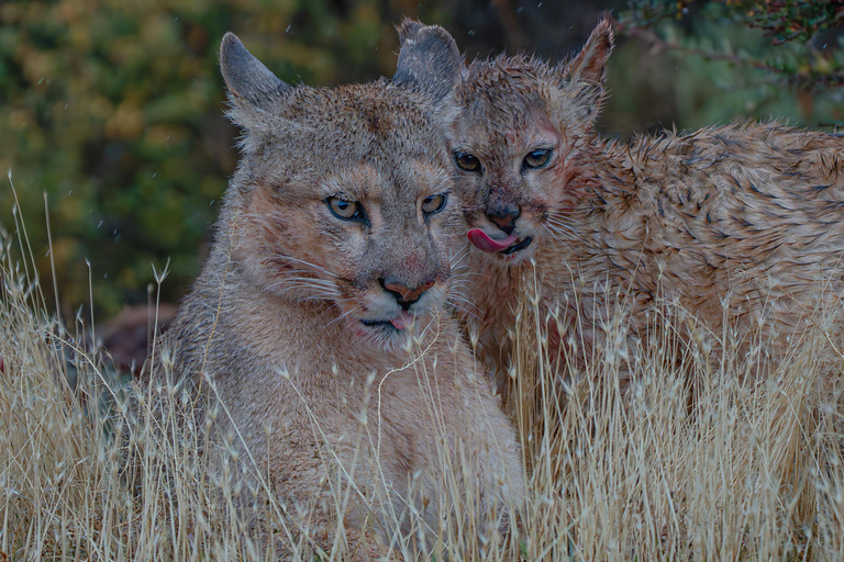 Puma Tracking (Puma spotting) - Torres del Paine Puma Tracking (Puma Sighting) - Torres del Paine
