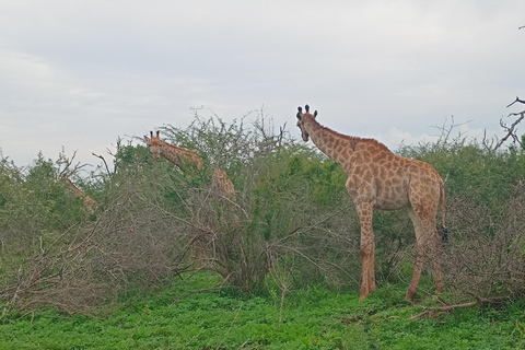 Maputo: 2-Day Swaziland Safari and Cultural Tour