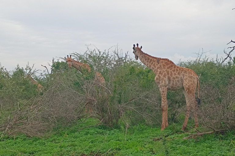 马普托：2 天斯威士兰野生动物园和文化之旅