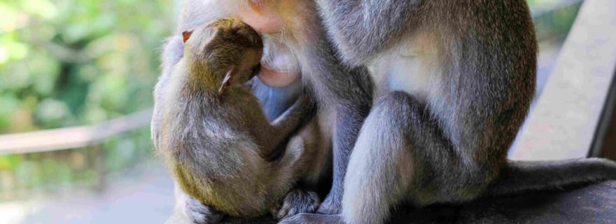 Ubud : Forêt des Singes, Temple, Rizières en Terrasses, Cascade Cachée