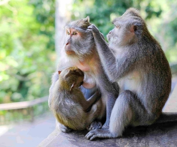 Ubud: Monkey Forest, Temple, Rice Terraces, Hidden Waterfall