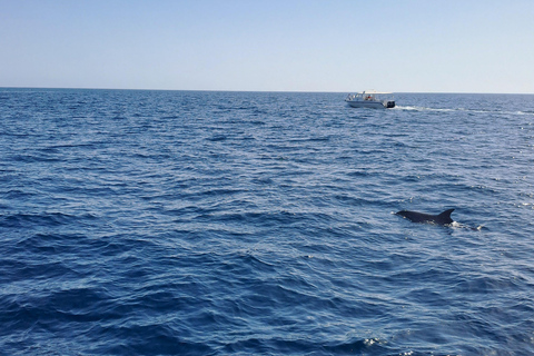 Mascate: Observación de delfinesObservación de delfines