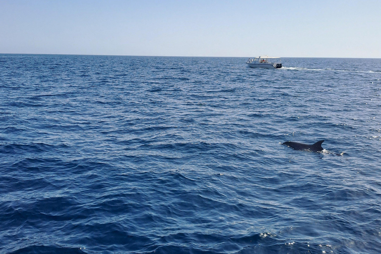 Muscat: Dolphin Watching Dolphin Watching