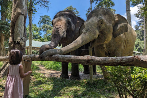 Kuala Lumpur: Batu Caves & Kuala Gandah Elephant Sanctuary