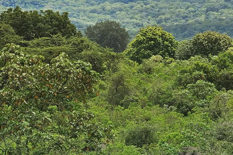 Arusha: escursione di un giorno al Parco Nazionale di Arusha con fotosafari